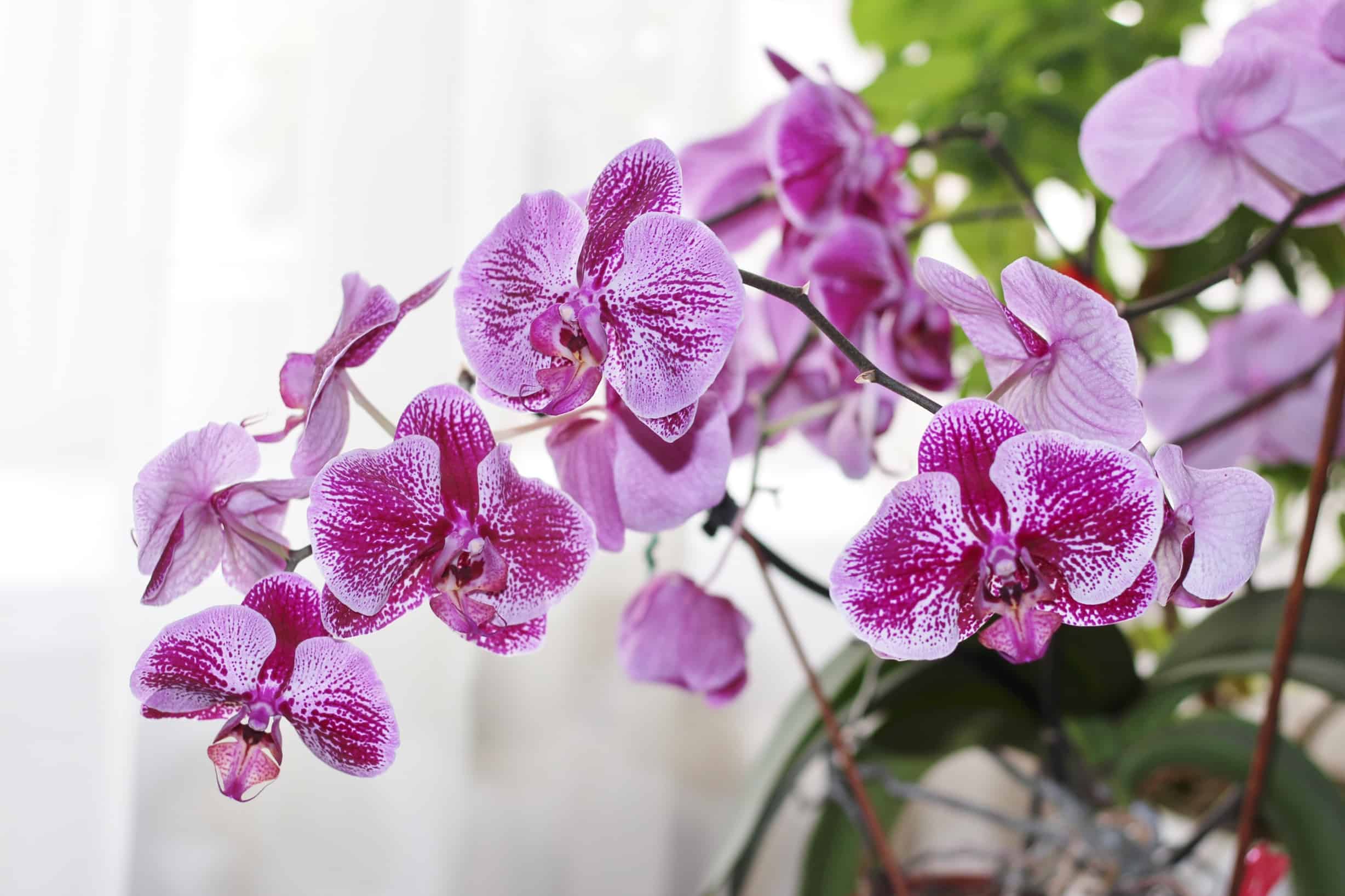 purple-moth-orchids-shutterstock_468919835.jpg