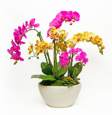 Multiply Colored Orchids in Cream Vase