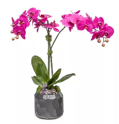 Purple Orchid in Black Cube