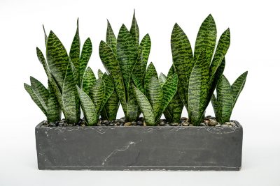 Sanseveria in Cement Rectangle