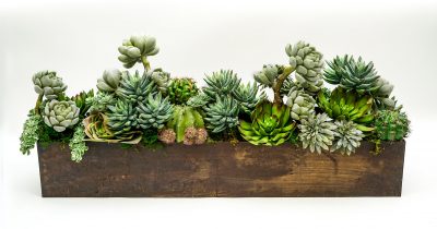 Succulents in wood rectangle