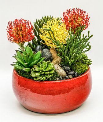 succulent in red bowl