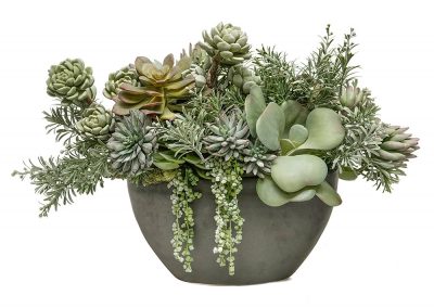 succulent in zinc flat bowl