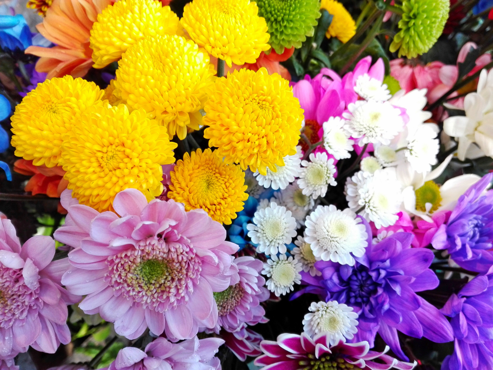 Colorful,Different,Chrysanthemum,Flowers,Pattern,In,Floral,Shop.,Chrysanthemum,Annuals