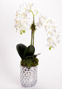 Orchid in Silver Vase