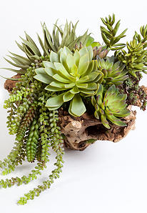 Succulent In Wood Bowl