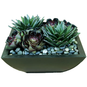 Succulents in bowl