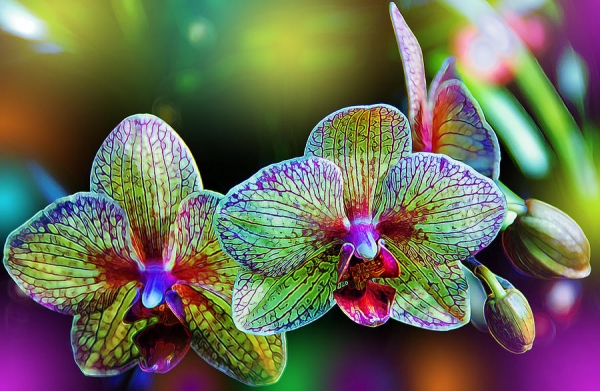 Orchids - Plantscapers