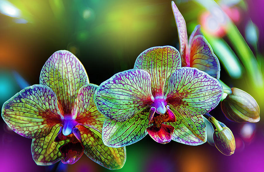Sri Lanka Orchid