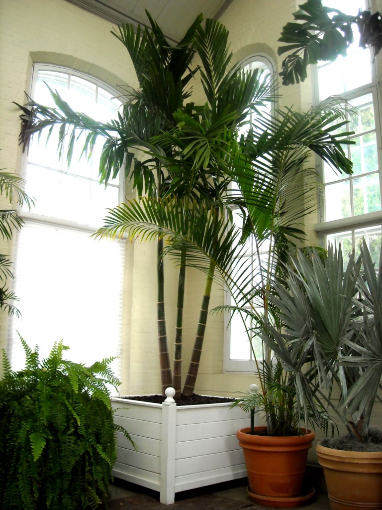 palms indoors