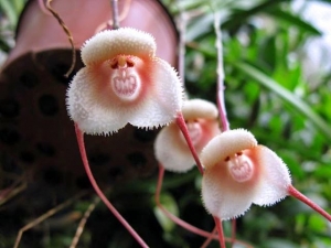 monkey-flower-shape