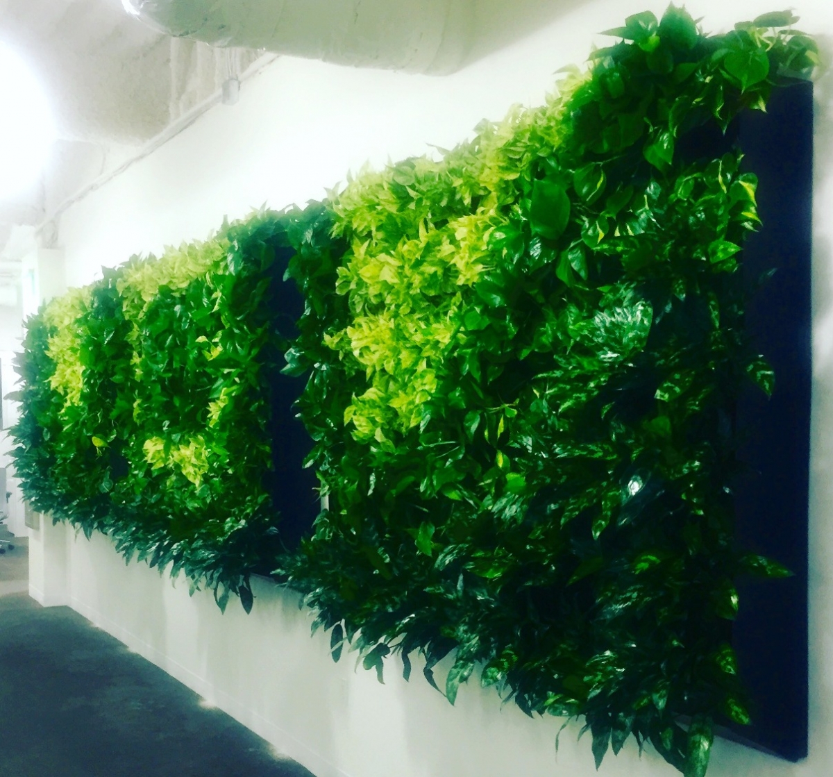 Plantscapers On The Move Installation of Living Wall Plantscapers