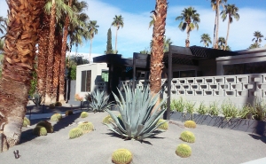Century plants and barrel cactus make up this desert home's landscape design.