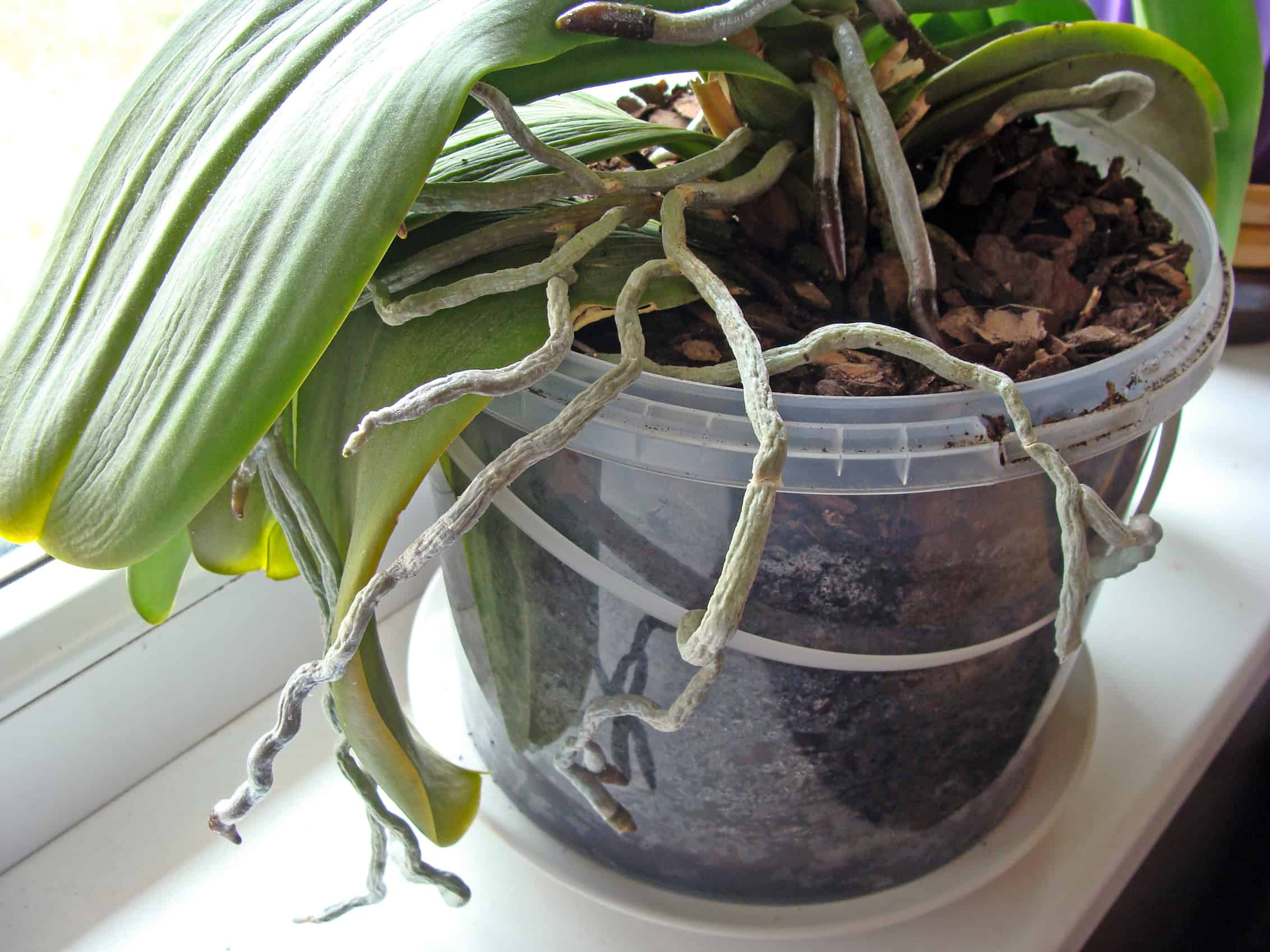 5 Essentials to Growing Orchids Indoors - Plantscapers