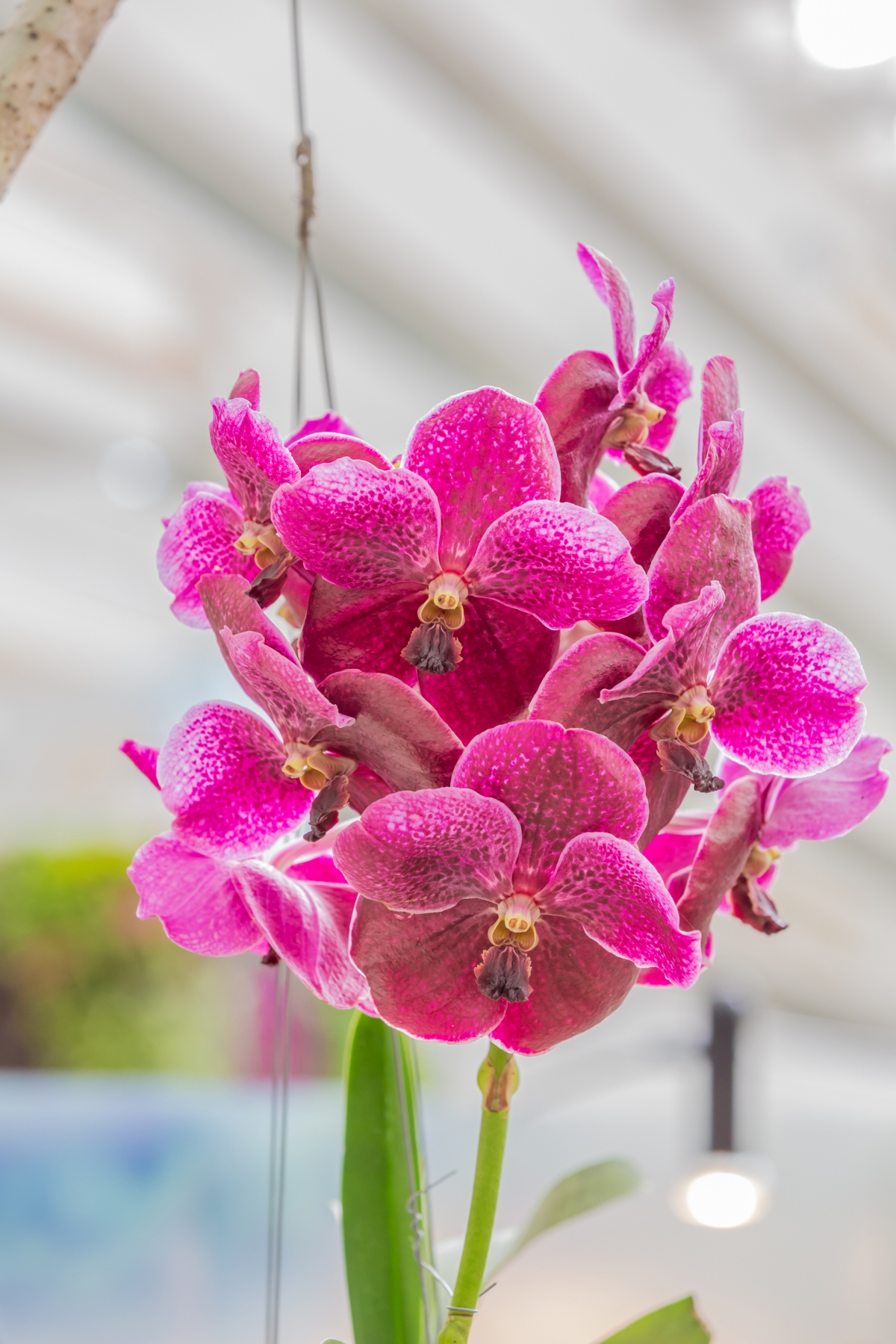 pink-vanda-orchid-shutterstock_147817280 - Plantscapers