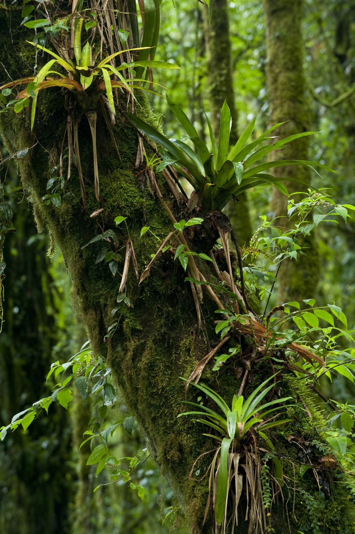 Beautiful Bromeliads Plantscapers