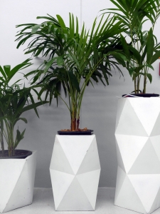 Palms in decorative containers