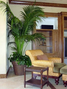 Kentia palm is an elegant plant for the indoors.