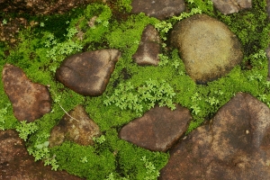 moss and rock wall