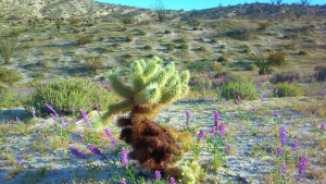 cholla and lupine