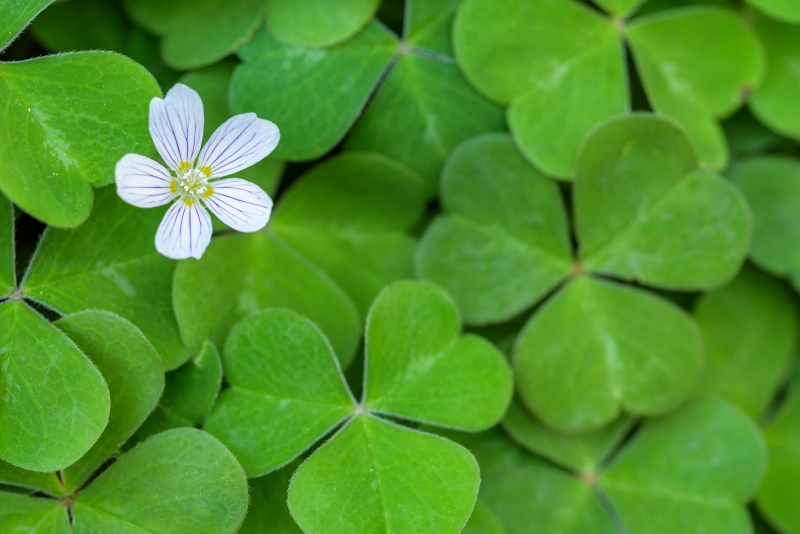 Go Plant Shamrocks Today! Plantscapers