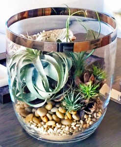 Tillandsia is perfect for creating wonderful accents with plants for the home.