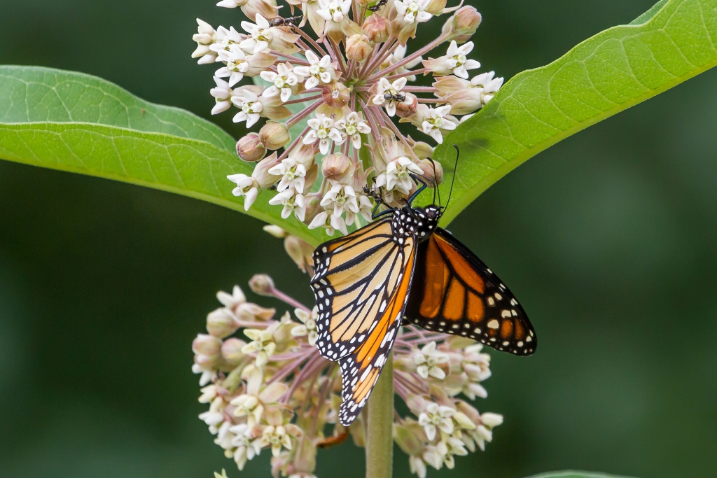 Monarch-butterfly