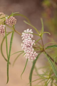 Planting the right type of milkweed is crucial to the monarch's survival.