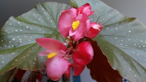 begonia-pink-flower