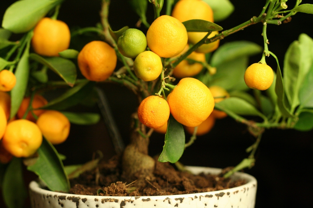 potted-citrus-lemon