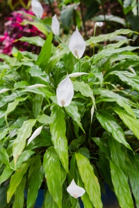 Though showy with beautiful white flowers, the peace lily is also a great air purifier.