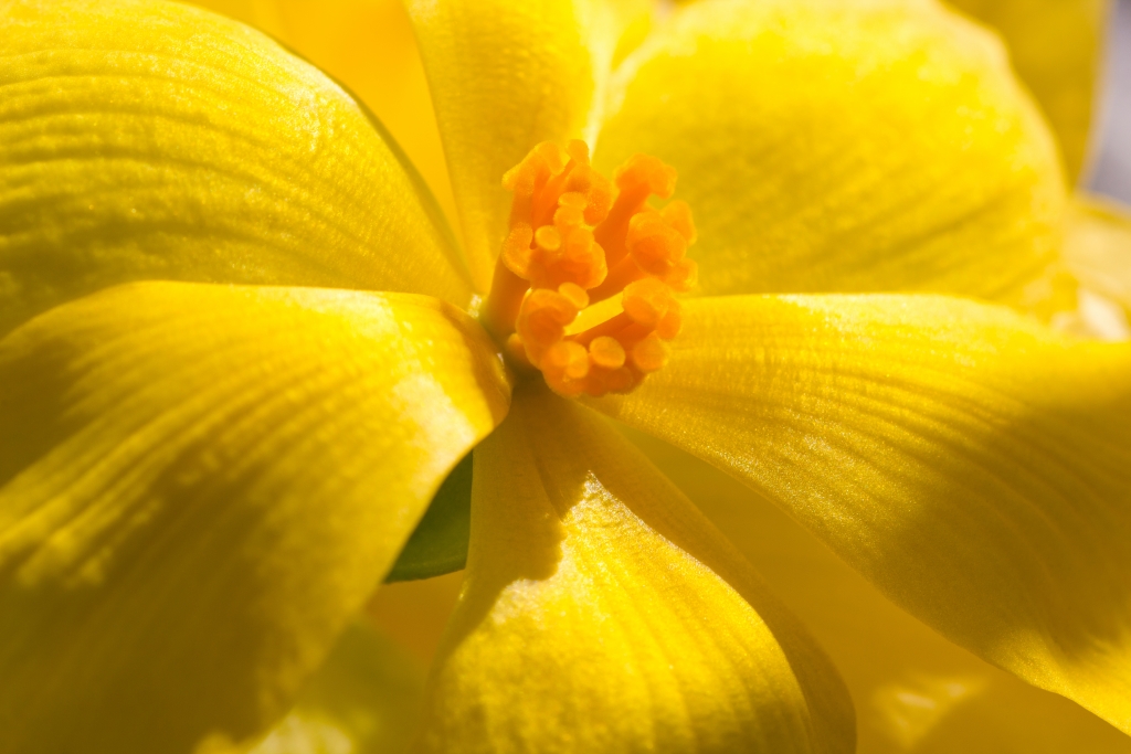 yellow begonia shutterstock_700581448
