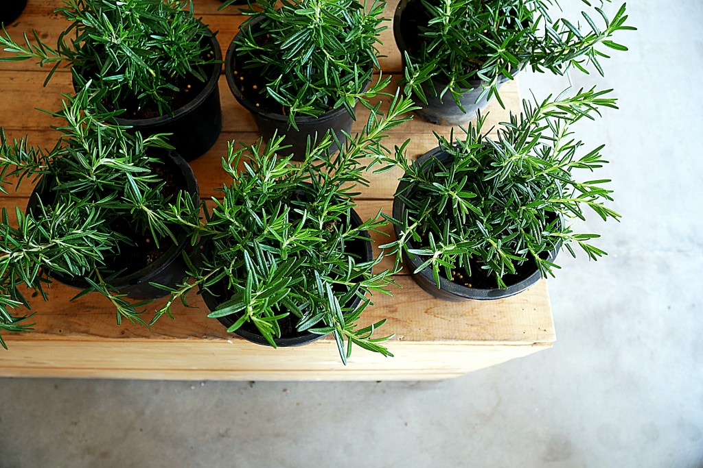 rosemary-plants-on-table