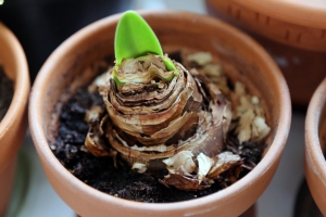 amaryllis-bulb-sprouting