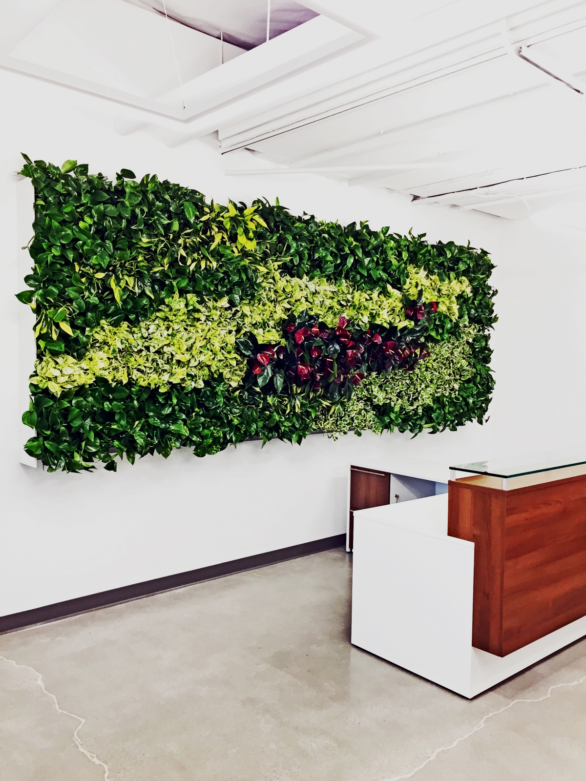 View of Corporate Headquarters - Irvine - Plantscapers