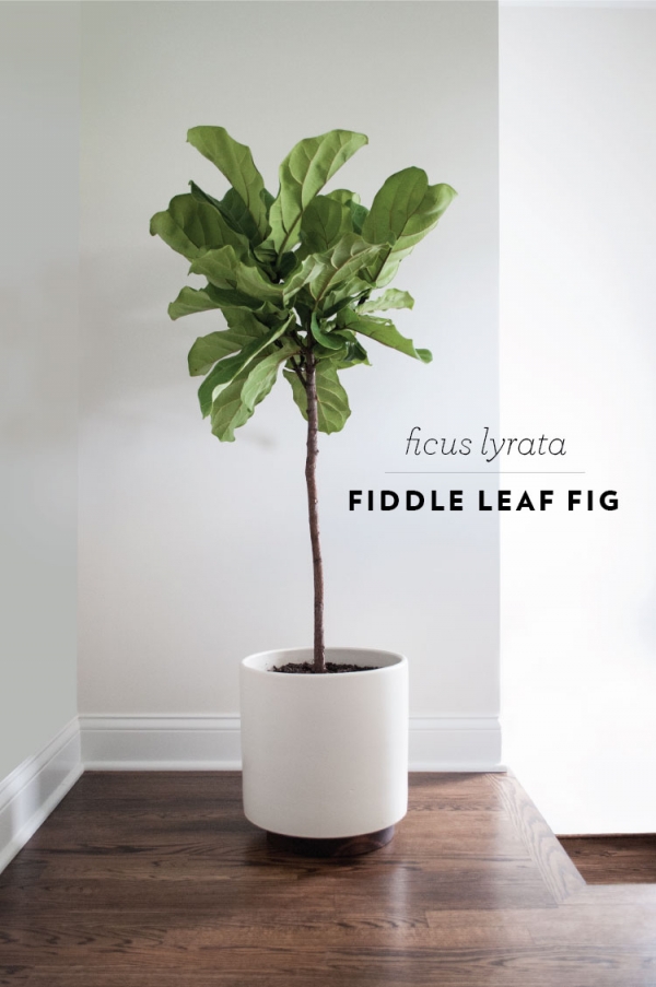 Care Tips for the Ficus Lyrata Plantscapers