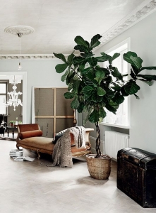  Care Tips for the Ficus Lyrata