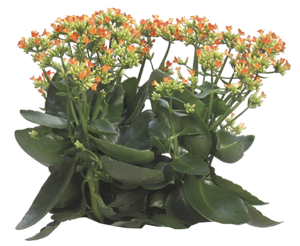 Kolanchoe succulent