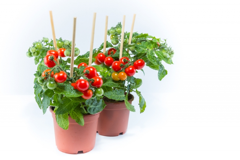 Tomato Time Start Now for Summer Produce Plantscapers