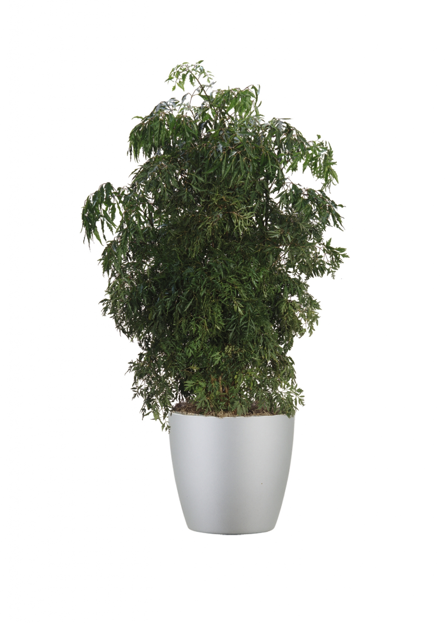 The Aralia Beautiful Contrast for Any Environment Plantscapers