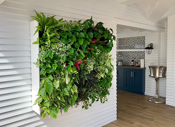 living wall plants