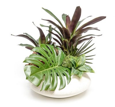 Bromeliad with Monstero in White Bowl