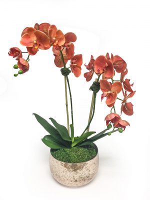 Coral Orchid in Brass Vase