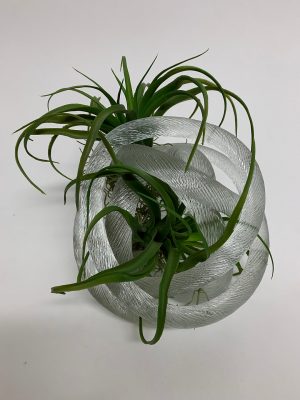 Glass Knot with Tilandsia
