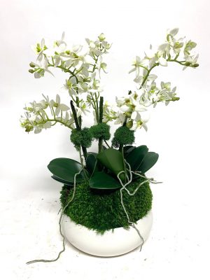 Mini White Orchids in Bowl