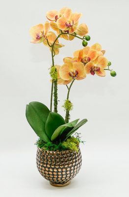 Sunset Orchid in Brass Vase