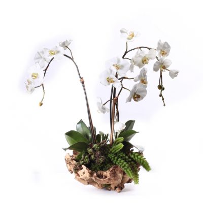 Triple White Orchid in Wood Vase