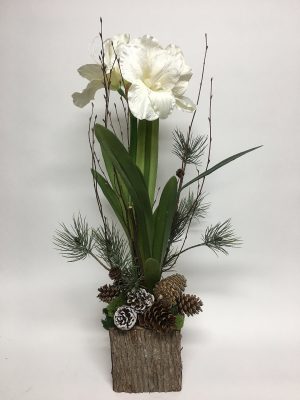 White Amarylis with pine cones in wood box