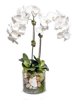 White Orchid in Glass Bowl