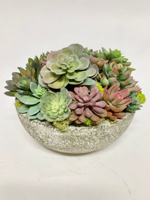 succulents in beige bowl